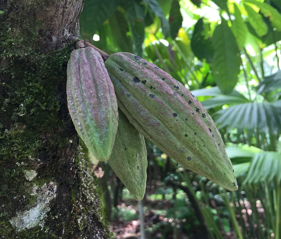 5150 Chocolate Co. Delray Beach Florida